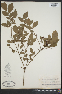 Vaccinium vacillans image