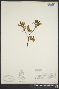 Vaccinium parviflorum image