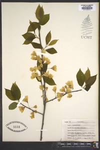 Halesia carolina image