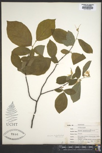 Styrax grandifolius image