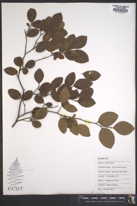 Styrax americanus image