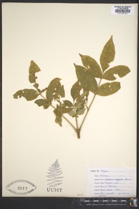 Fraxinus latifolia image