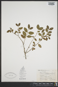 Ligustrum sinense image