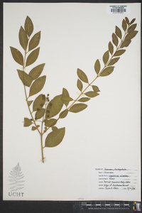 Ligustrum sinense image