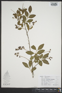 Ligustrum sinense image