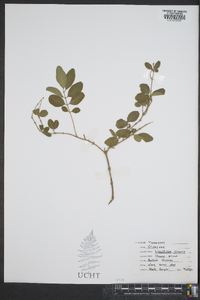 Ligustrum sinense image