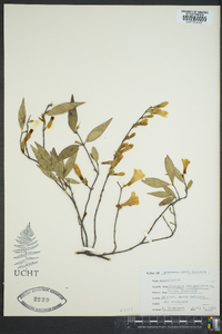 Gelsemium sempervirens image