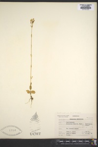 Centaurium erythraea image