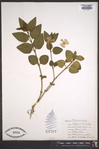 Vinca major image