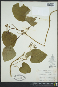 Matelea decipiens image