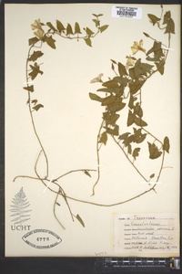 Convolvulus arvensis image