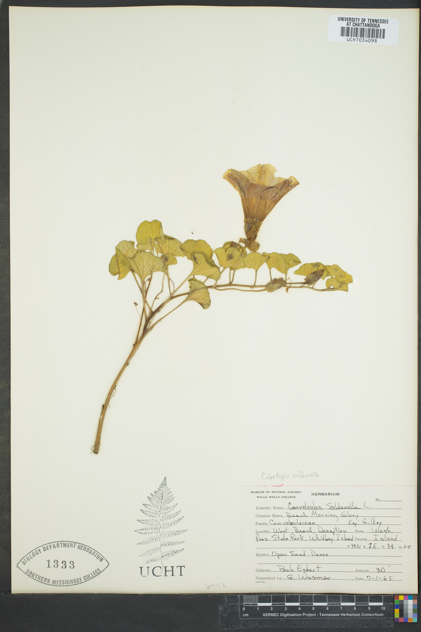 Calystegia soldanella image