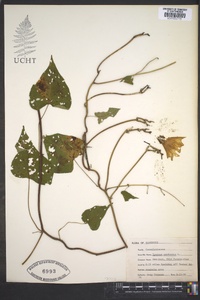 Ipomoea pandurata image