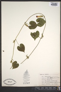 Ipomoea purpurea image