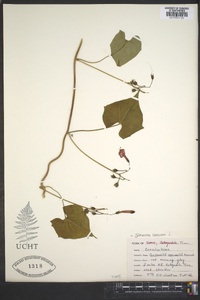 Ipomoea coccinea image