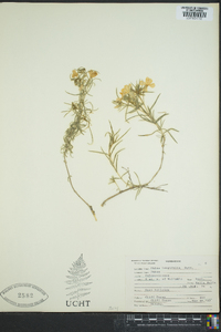 Phlox longifolia image