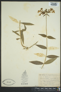 Phlox maculata image