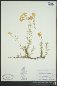 Phlox subulata image