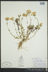 Phlox amoena image