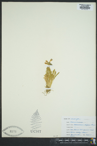 Polemonium elegans image