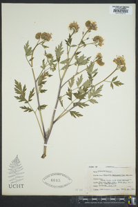 Phacelia bipinnatifida image