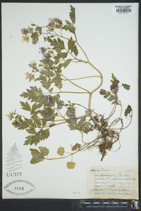 Phacelia bipinnatifida image