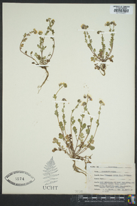 Phacelia dubia image