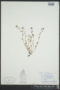 Phacelia dubia image