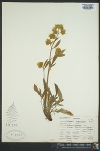 Phacelia heterophylla image