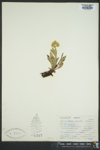 Phacelia nemoralis image