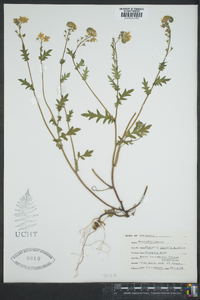 Phacelia purshii image