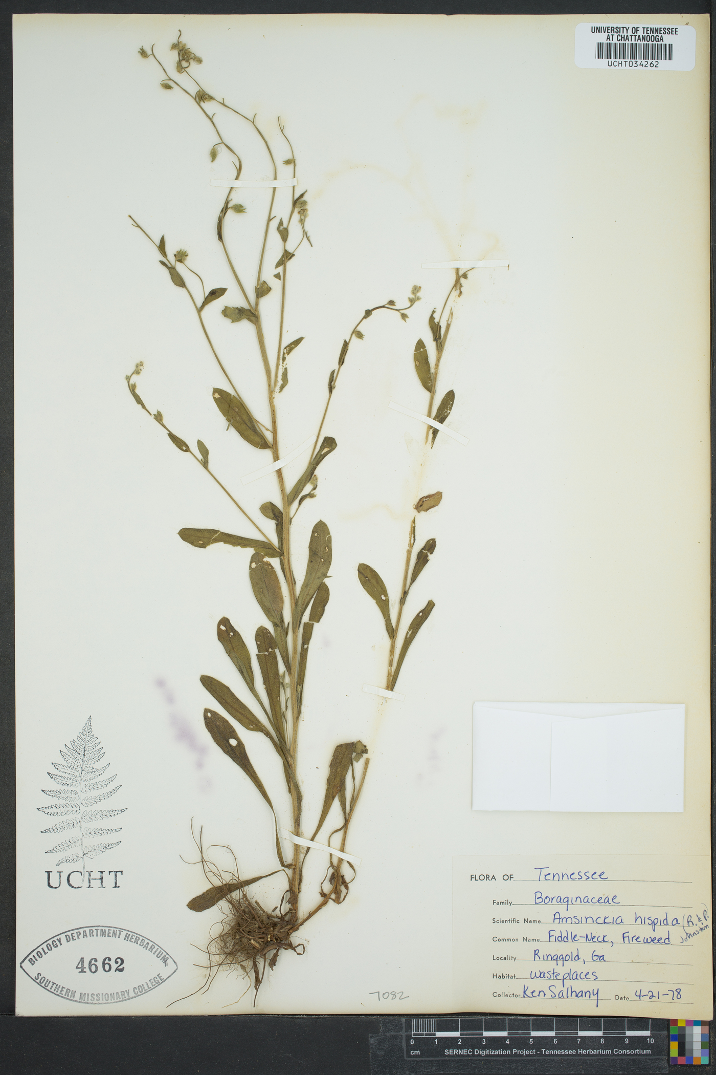 Amsinckia menziesii var. menziesii image