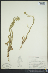 Amsinckia lycopsoides image