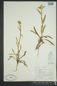 Amsinckia menziesii image