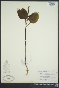 Heliotropium indicum image