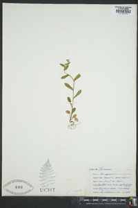 Myosotis macrosperma image