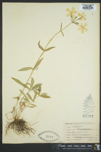 Phlox glaberrima image