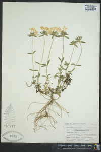 Phlox glaberrima image