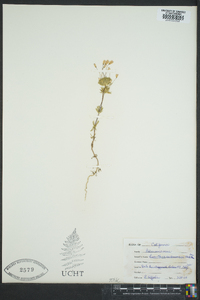 Linanthus androsaceus image