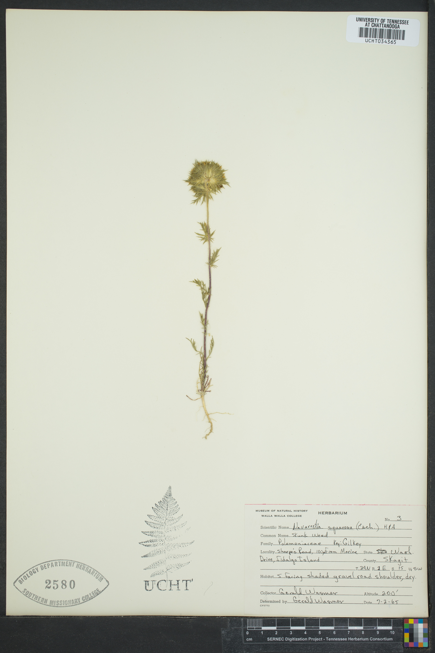 Navarretia squarrosa image