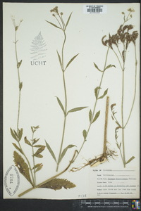 Verbena brasiliensis image