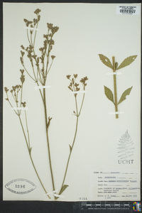 Verbena brasiliensis image