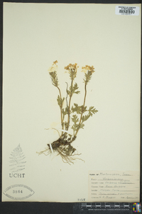 Verbena canadensis image