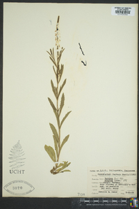 Verbena simplex image