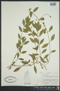 Phyla nodiflora image