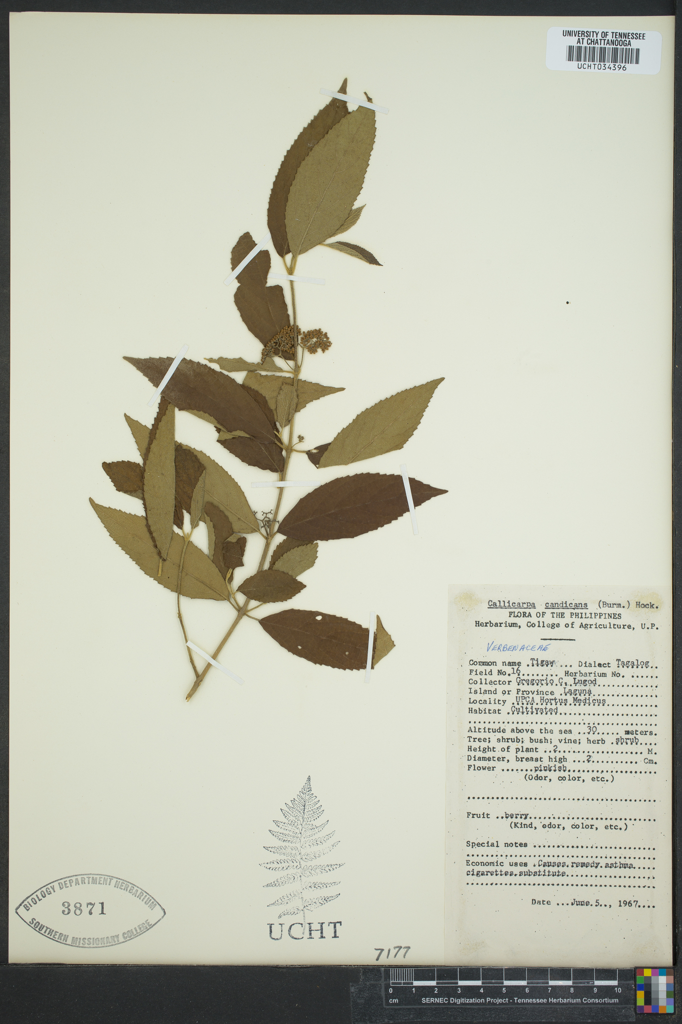 Callicarpa candicans image