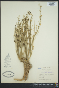 Teucrium oliverianum image