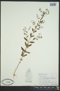 Trichostema dichotomum image