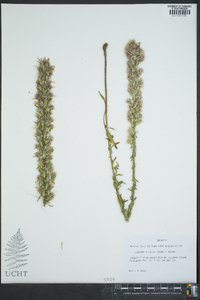 Liatris elegans image