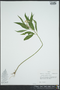 Asclepias perennis image